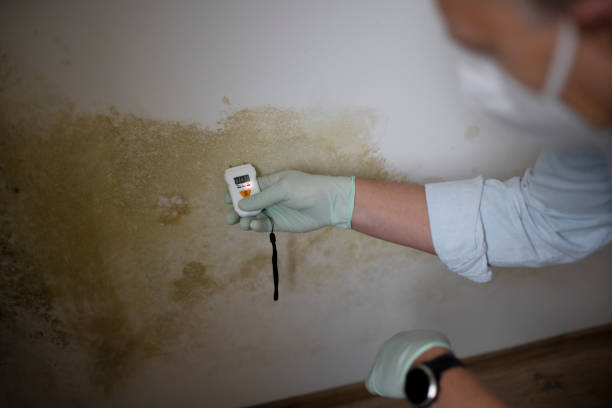 Best HVAC Mold Remediation in Marthasville, MO
