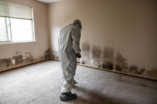 Best Post-Flood Mold Remediation in Marthasville, MO