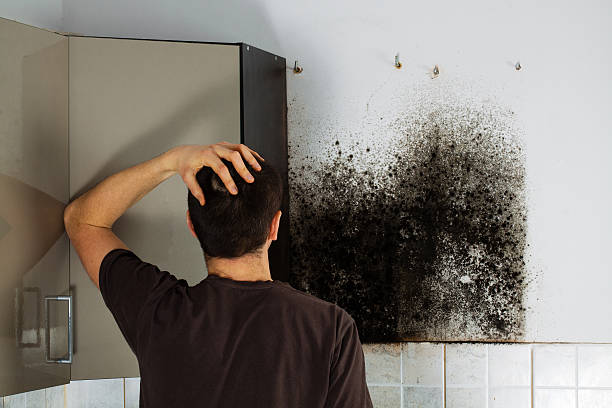 Best Industrial Mold Remediation in Marthasville, MO