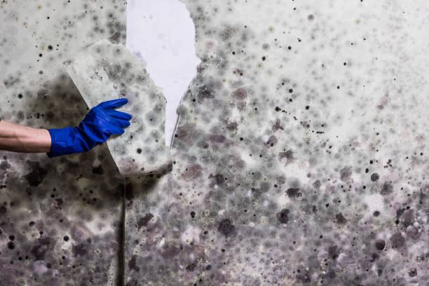 Best Health and Safety Mold Remediation in Marthasville, MO