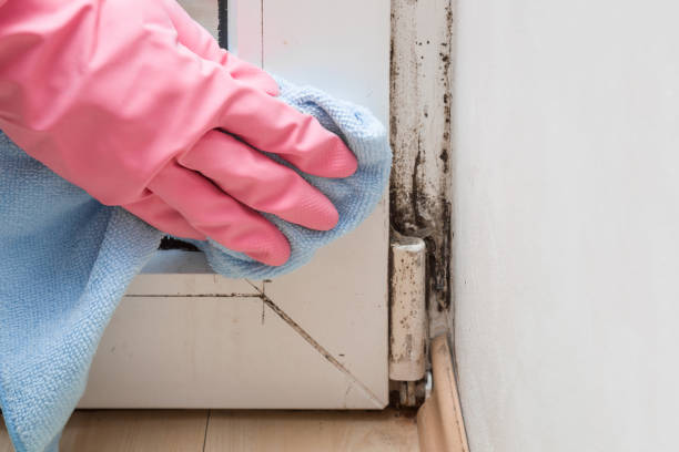 Best Emergency Mold Remediation in Marthasville, MO